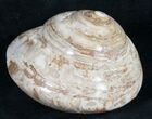 Giant Fossil Snail (Pleurotomaria) - Madagascar #9541-1